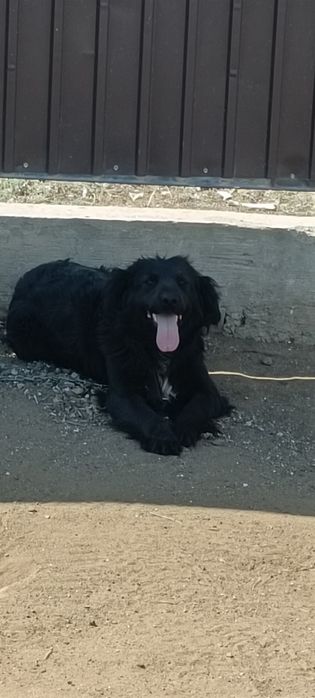 Отдам в хорошие руки