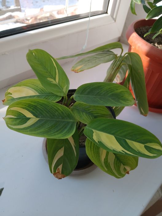 Продам  ктенанту