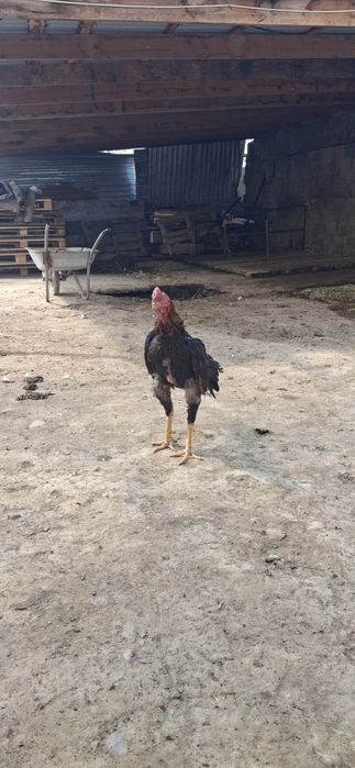 Дакан кораз дакан