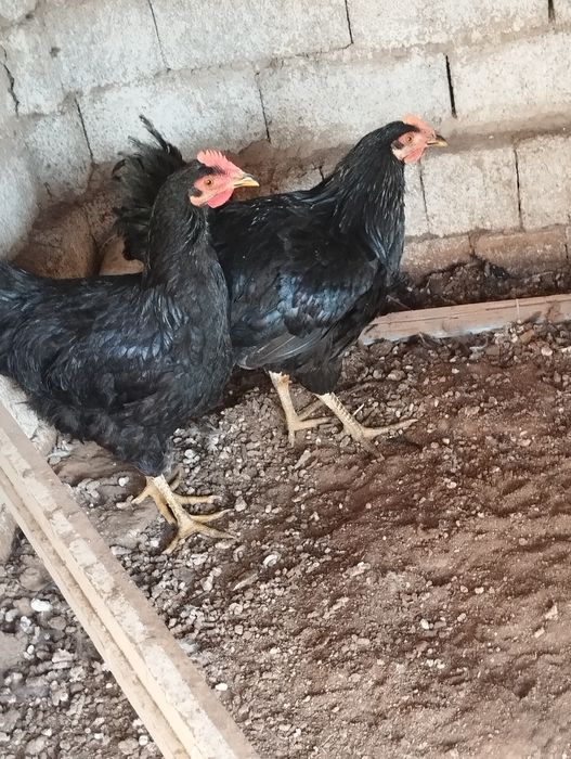 Xoroz joʻja 5 oyli 2 ta 150 mingdan qora shahzoda kelishamiz