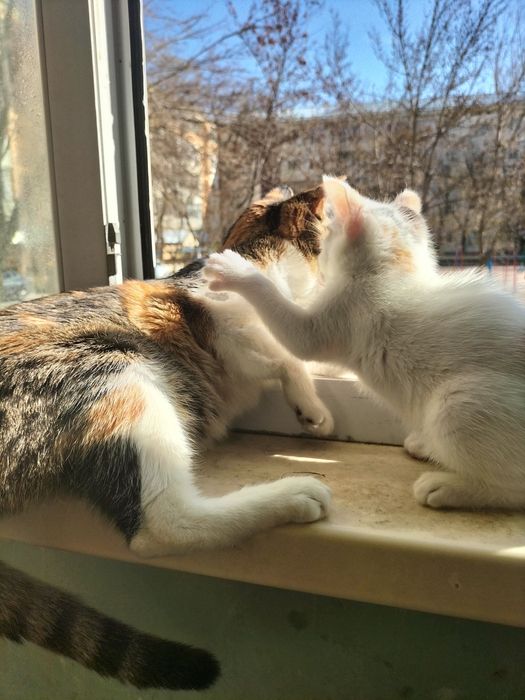 Красивая кошка и котенок