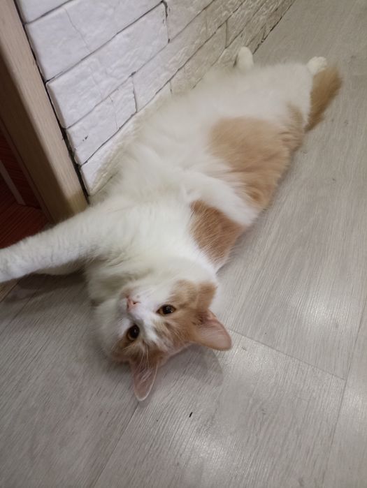 Отдам котика в добрые руки