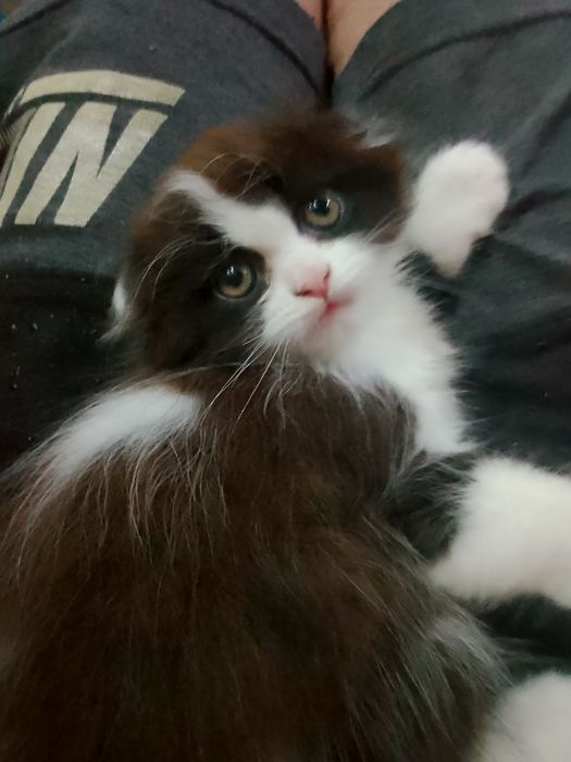 Продам вислоухие котик