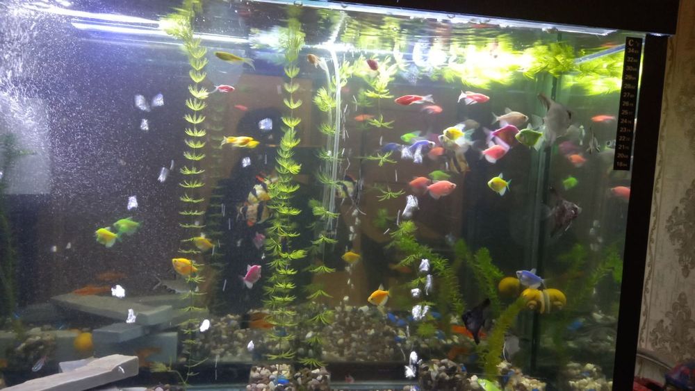 Продаются аквариумные рыбки