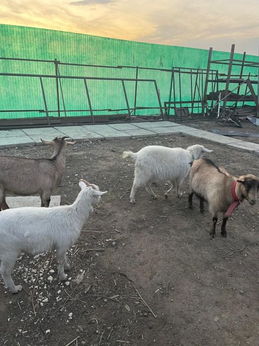 Продам 4 козы 200000тг