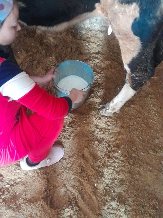 Сыиыр бузауымен с