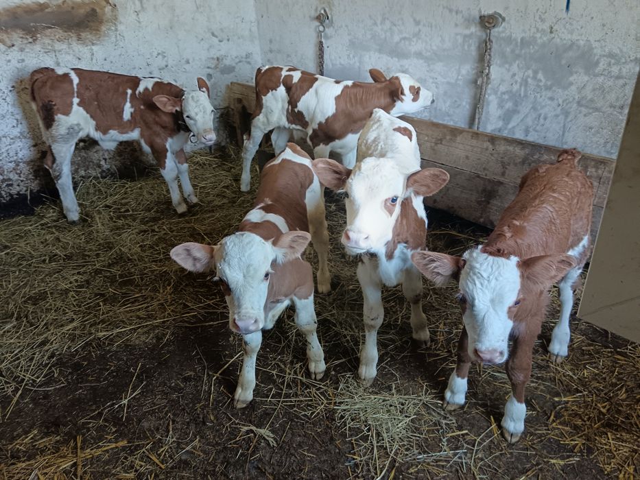 3 tăurași și 2 vițele bălțate negociabil