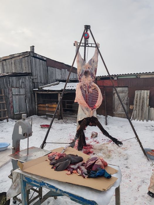 Продам триногу для забоя скота