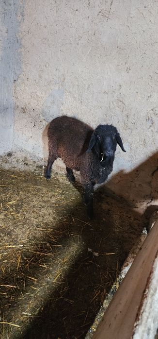 Qozi qochqor sotiladi qurbonlikka boqsa yaxwi boladi