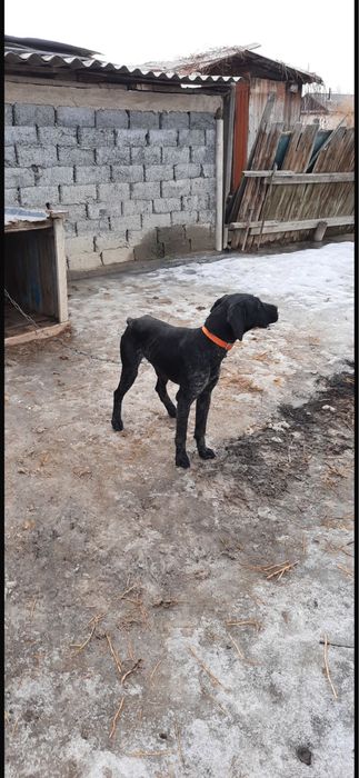 Собака дратхар охотничая рабочая 100%