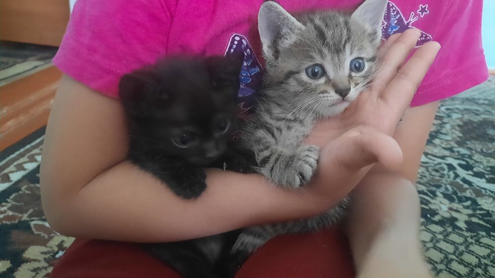 Бесплатно  котята