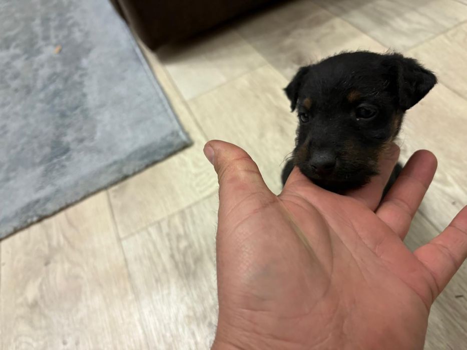 Ягдтерьер щенята