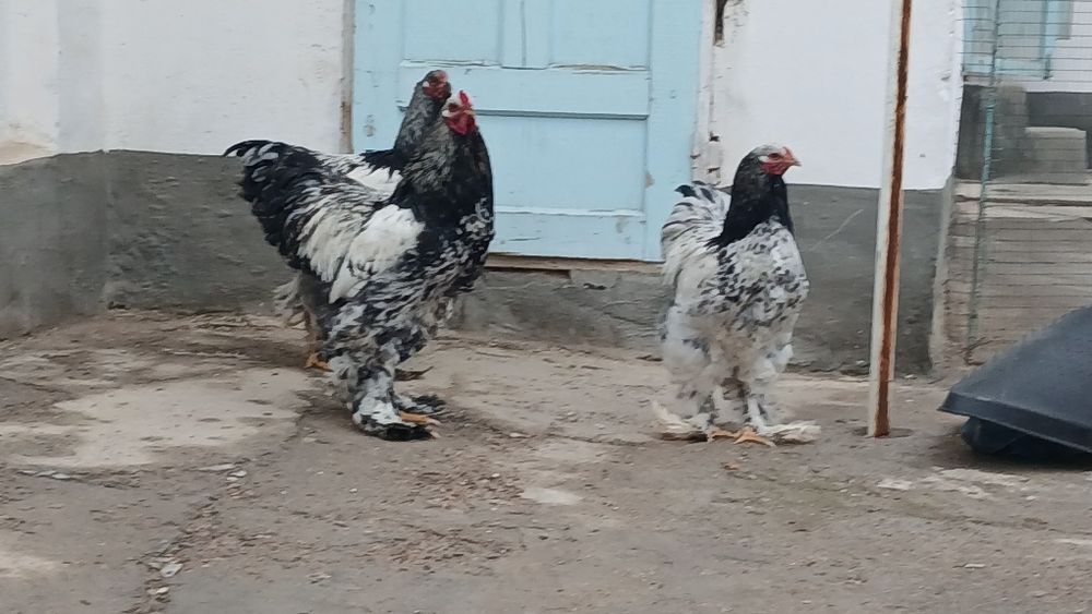 Brama tovuqlar sotiladi