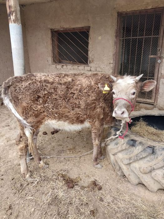 Таналар сатылады иииииииииииии