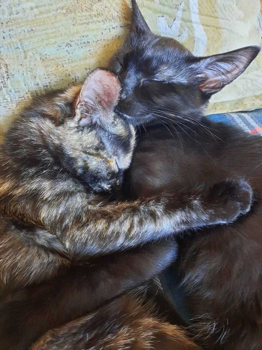 Отдам в добрые руки