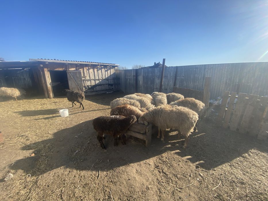 Продам баранов продам