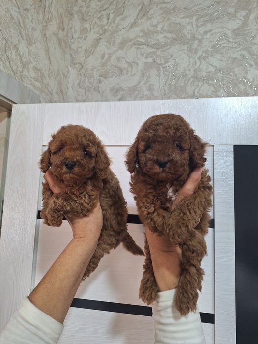 Чудесные щенки осталься девочка и мальчик