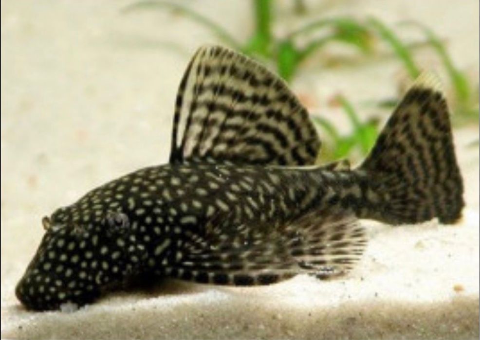 Аквариум тазалайтын балықтар.