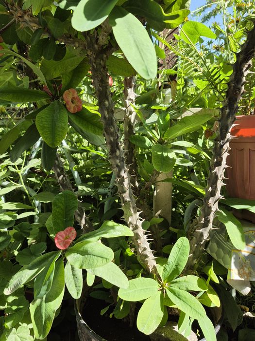 Эуфорбия Миля Молочай (многолетний)