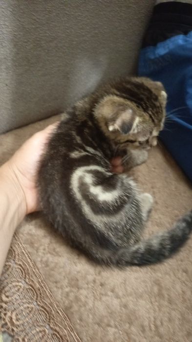 Вислоухие котята мальчики