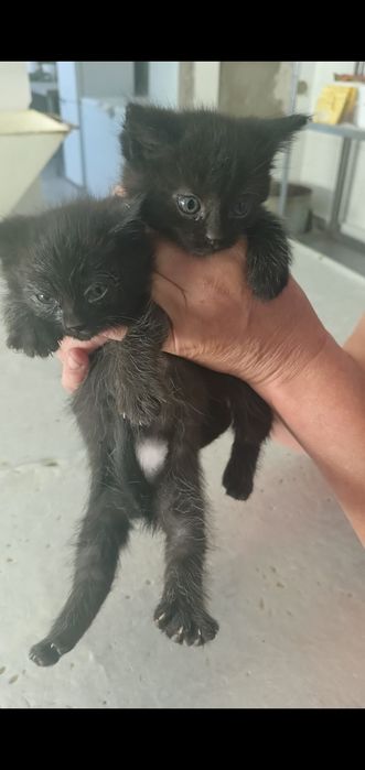 Отдадим  котят  в добрые  руки