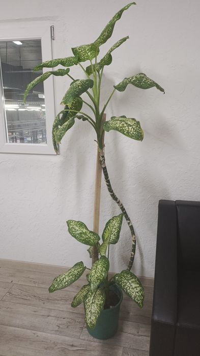 Продам диффенбахию