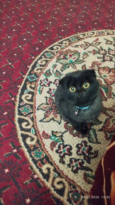 Продаю кошечку Шотландско-вислоухая в хорошие руки