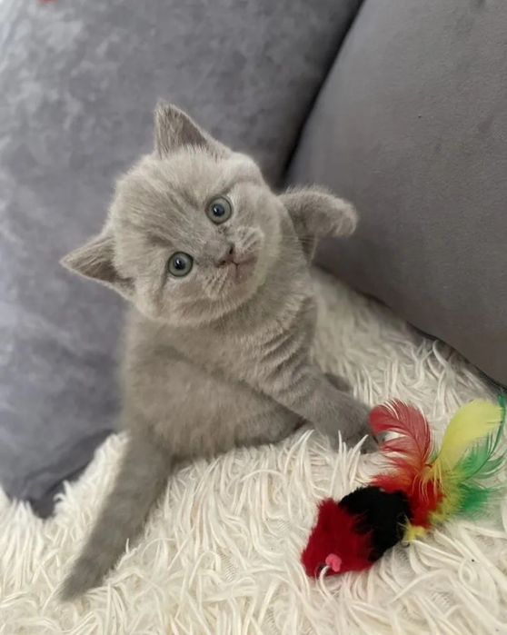Британский короткошерстный котёнок