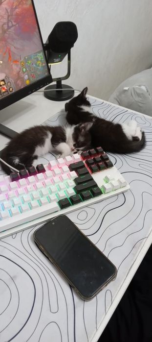Отдам двух котят