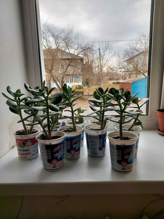 Денежное дерево.