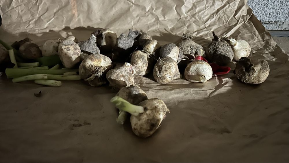 Луковицы от тюльпана