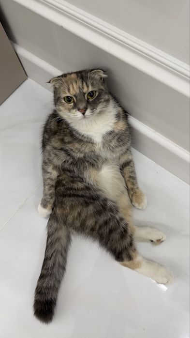 Шотландская вислоухая кошечка