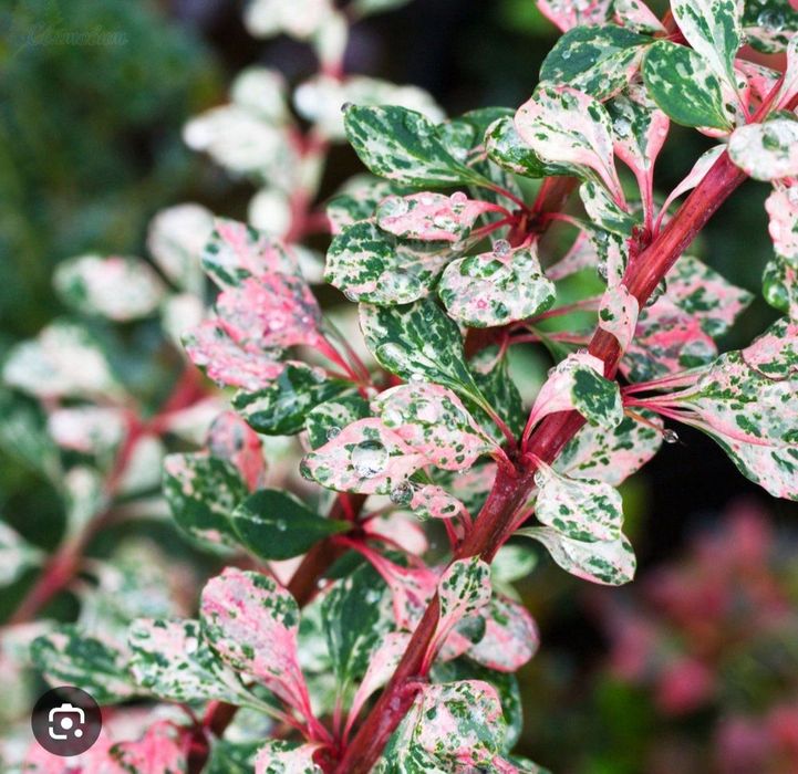 Барбарис- декоративный кустарник