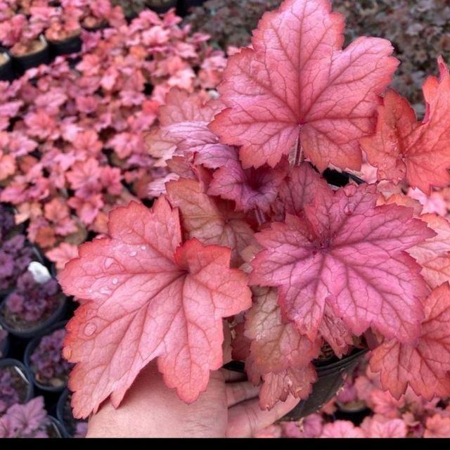 Гейхеры многолетние растения