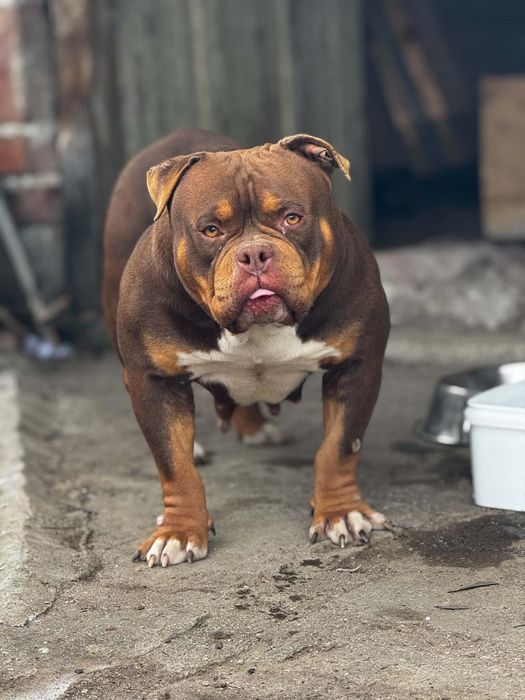 American bully pocket