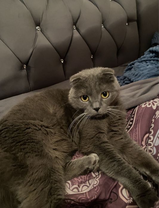 Передержка кошек