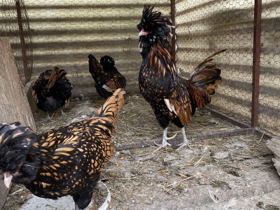 Oua Australorp alb