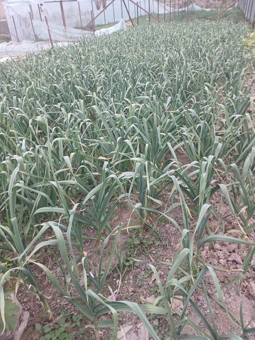 Sarimsoqpiyoz hodili