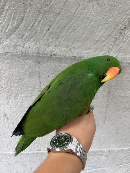 Mascul papagal Eclectus