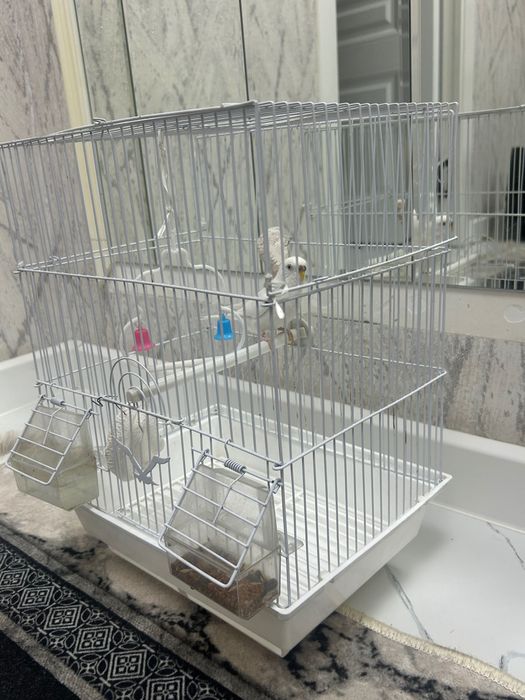 Попугай с клеткой