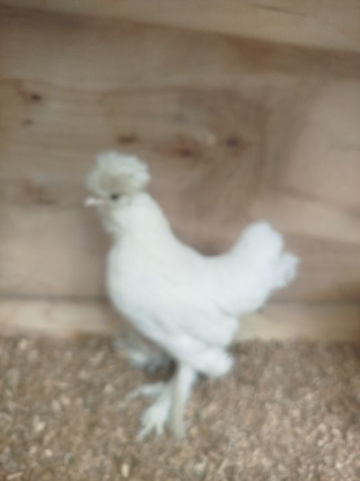 Продам Султанки пара