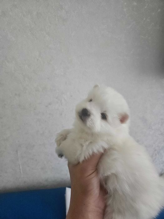 щенки японского шпица