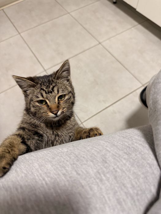 Отдам котенка в добрые руки