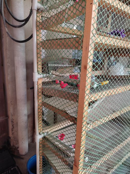 Клетка для перепелок