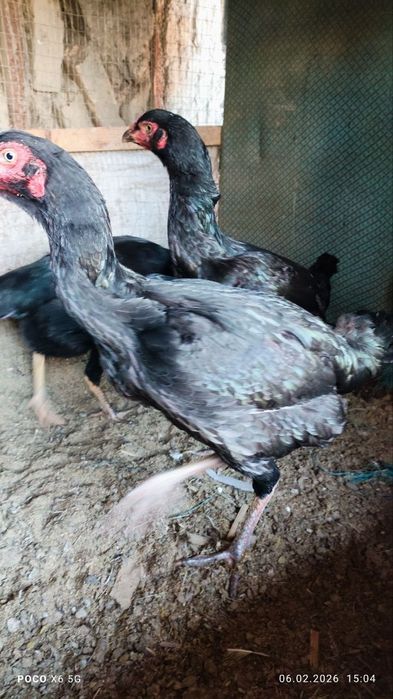 Kurk dakan tovuq sotiladi