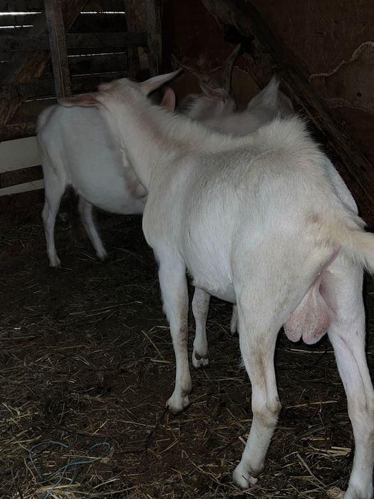 Țapi rasa sannen