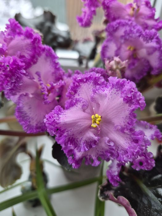 Шикарные цветущие фиалки!