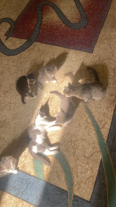 Милые котята бесплатно