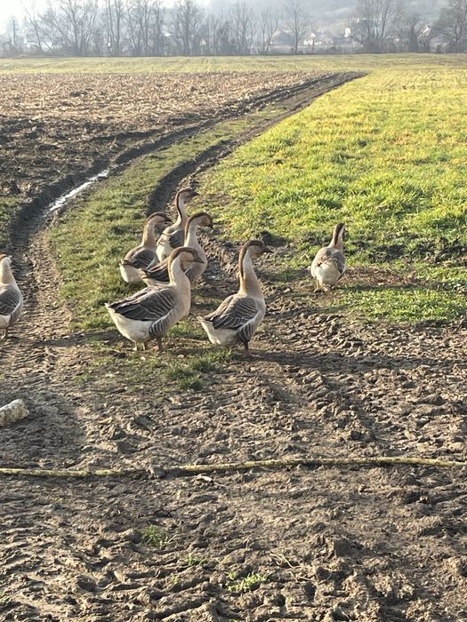 Gaste africane talie mare