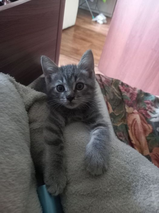 Отдам котенка в добрые руки